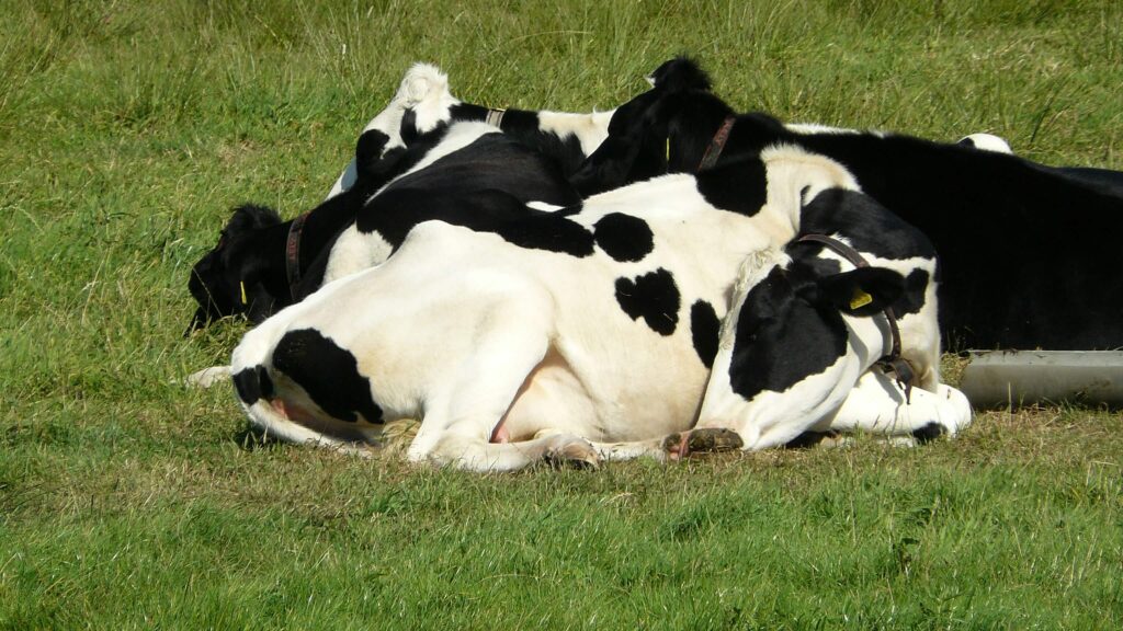 cow lying down napping